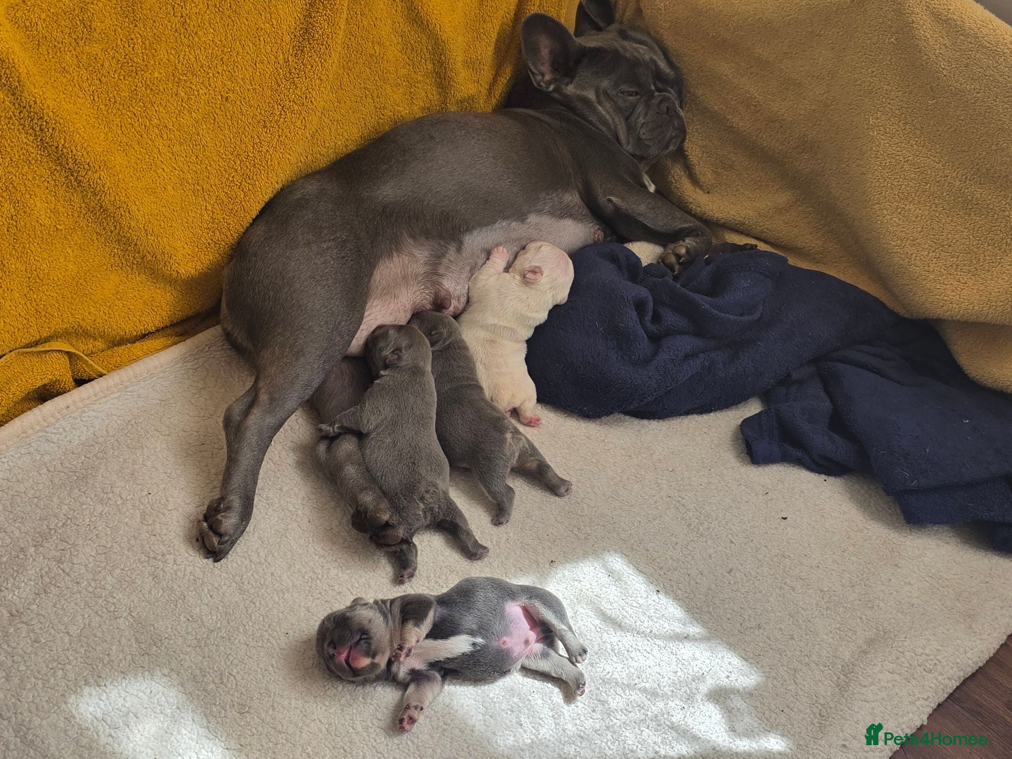 French Bulldog dogs French Bulldog Puppies, 1 Boy💙 and 2 Girls🩷🩷 - Advert 9