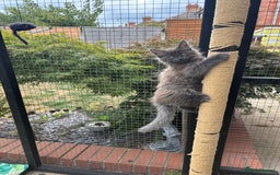 Maine Coon cats for sale: TICA Registered Maine Coon Kittens - Image 12