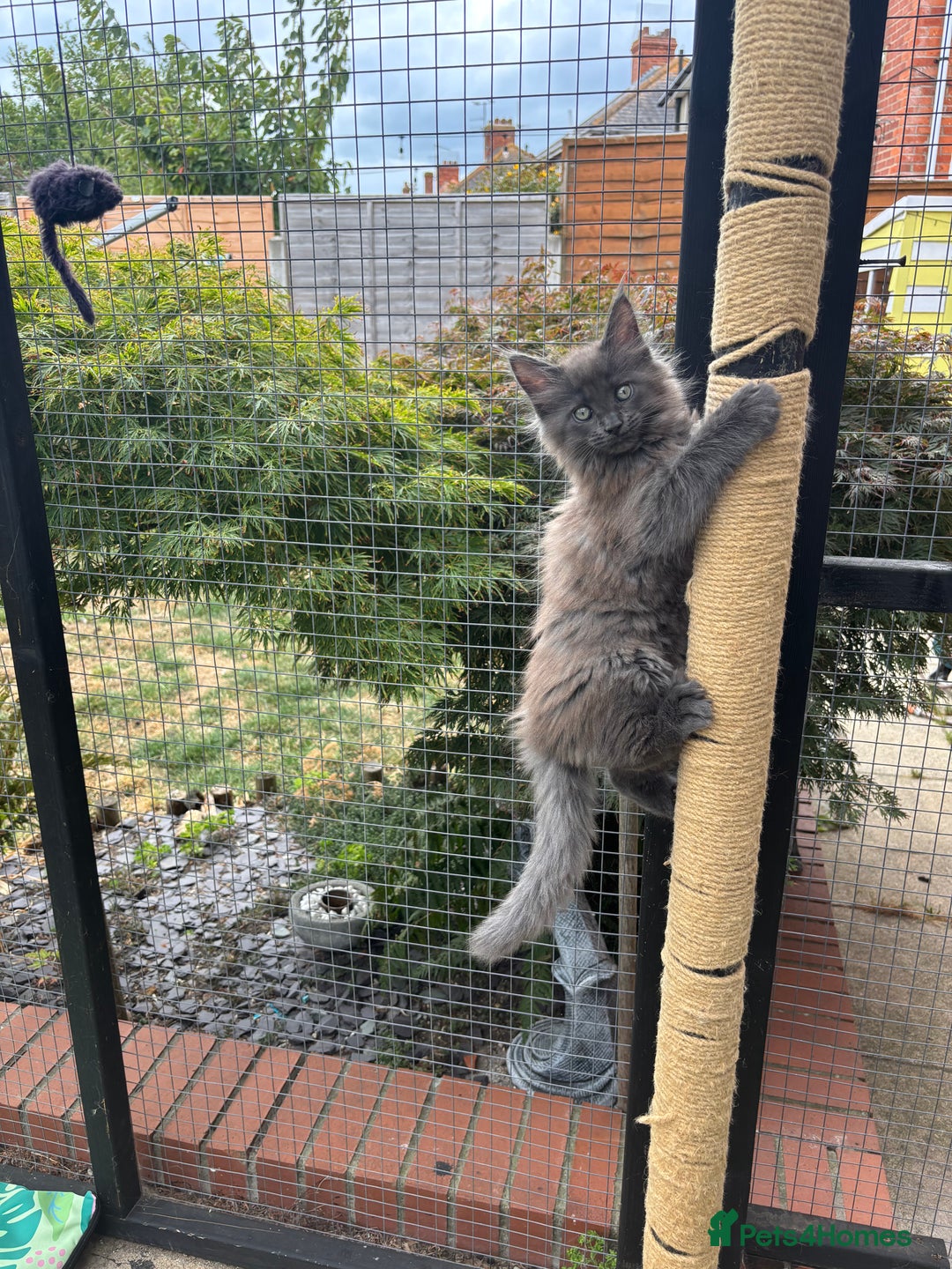 Maine Coon cats for sale: TICA Registered Maine Coon Kittens - Image 12