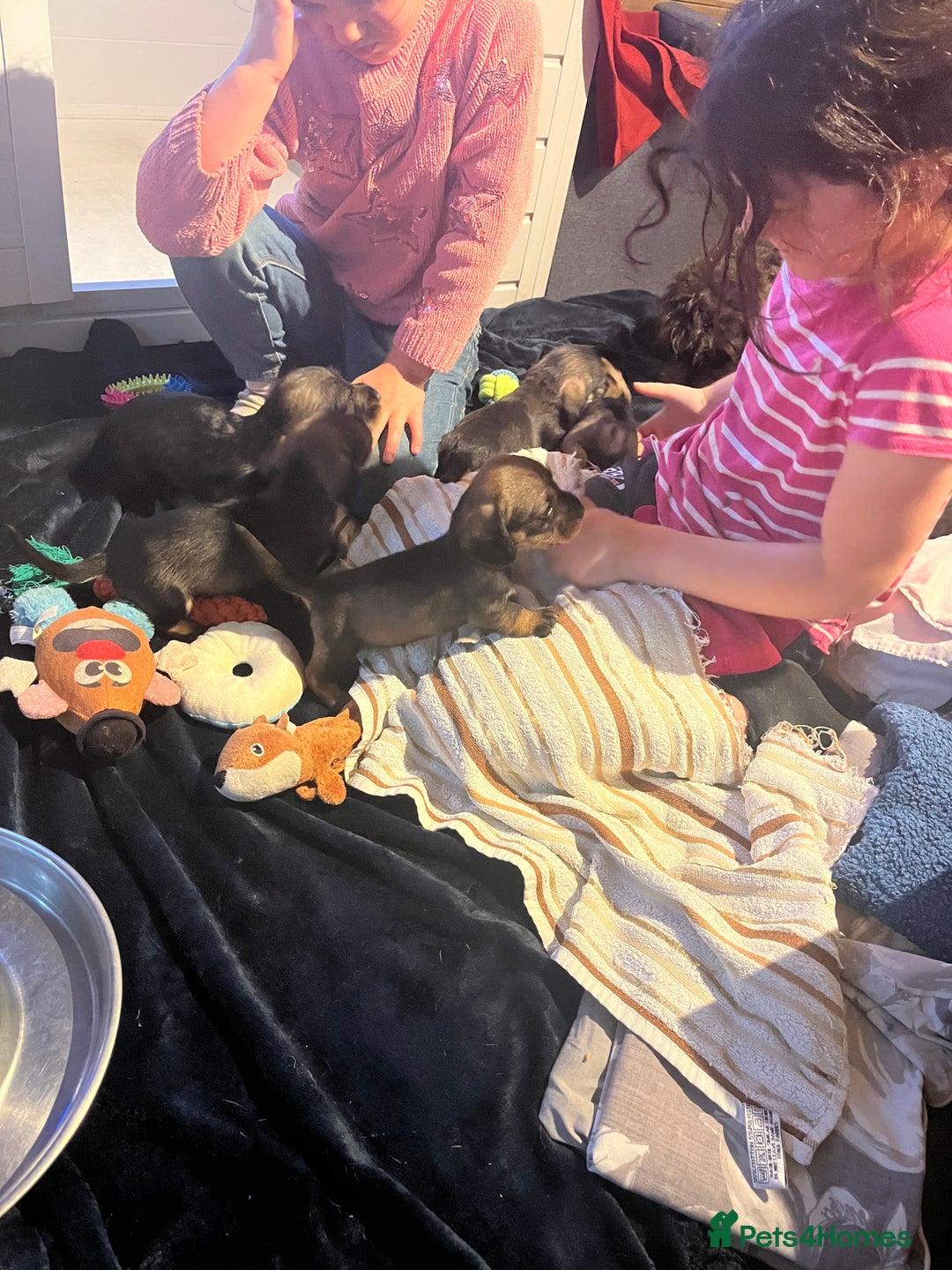 Dachshund dogs for sale: Kc Standard Wire Haired Dachshund Puppies - Image 13