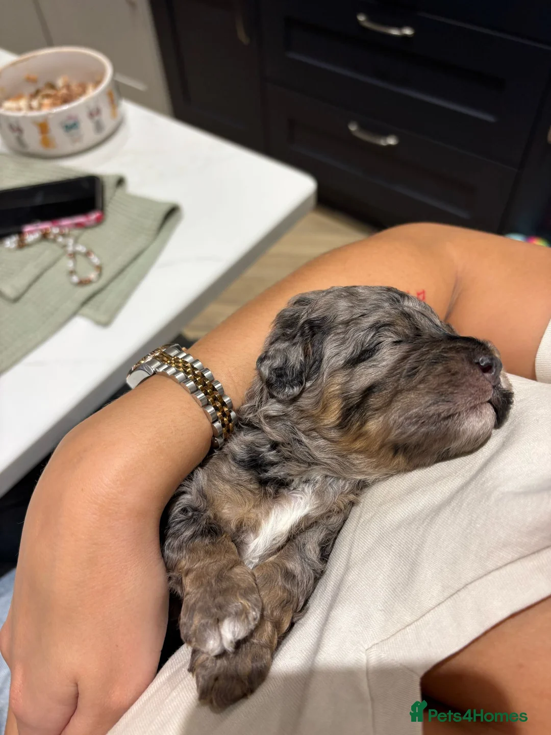 Toy Poodle dogs for stud: Stunning playful Parti Toy Poodle at Stud in Cannock - Advert 10