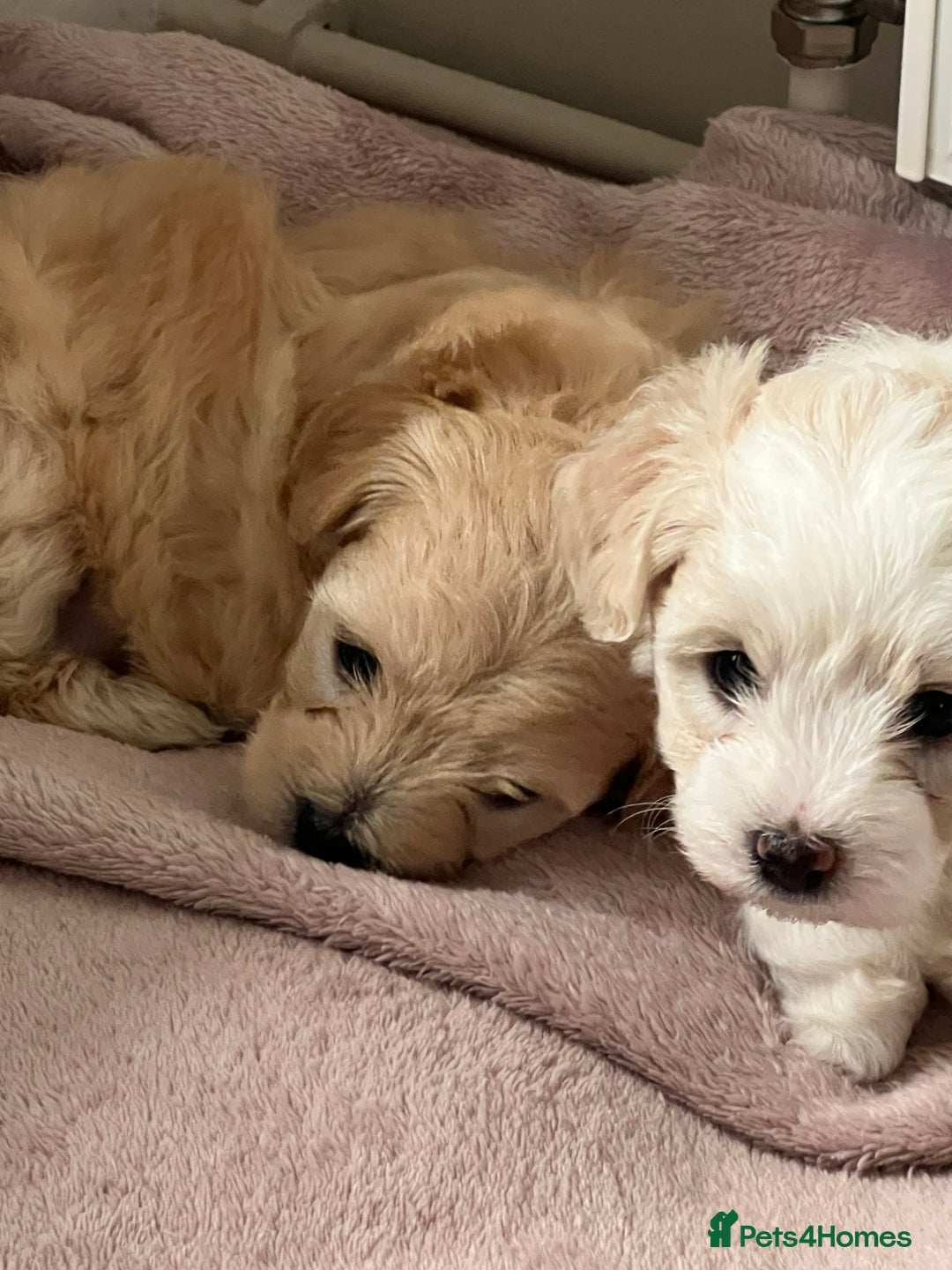 Maltipoo dogs for sale: Maltipoo puppies  - Advert 29