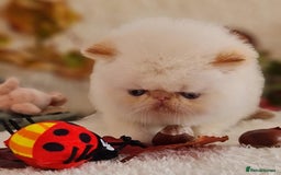 Persian cats for sale: Persian Kittens - Image 24