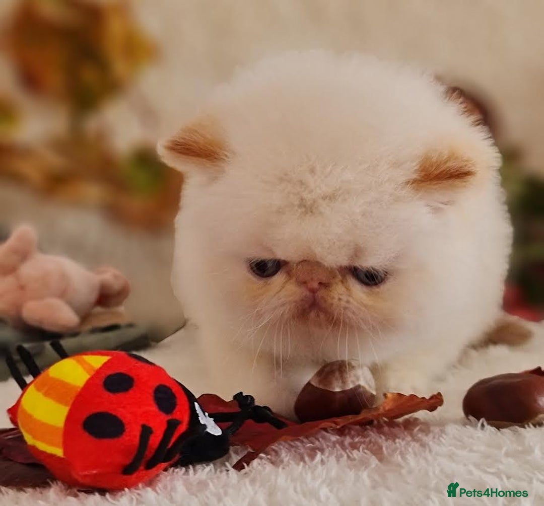 Persian cats for sale: Persian Kittens - Image 24