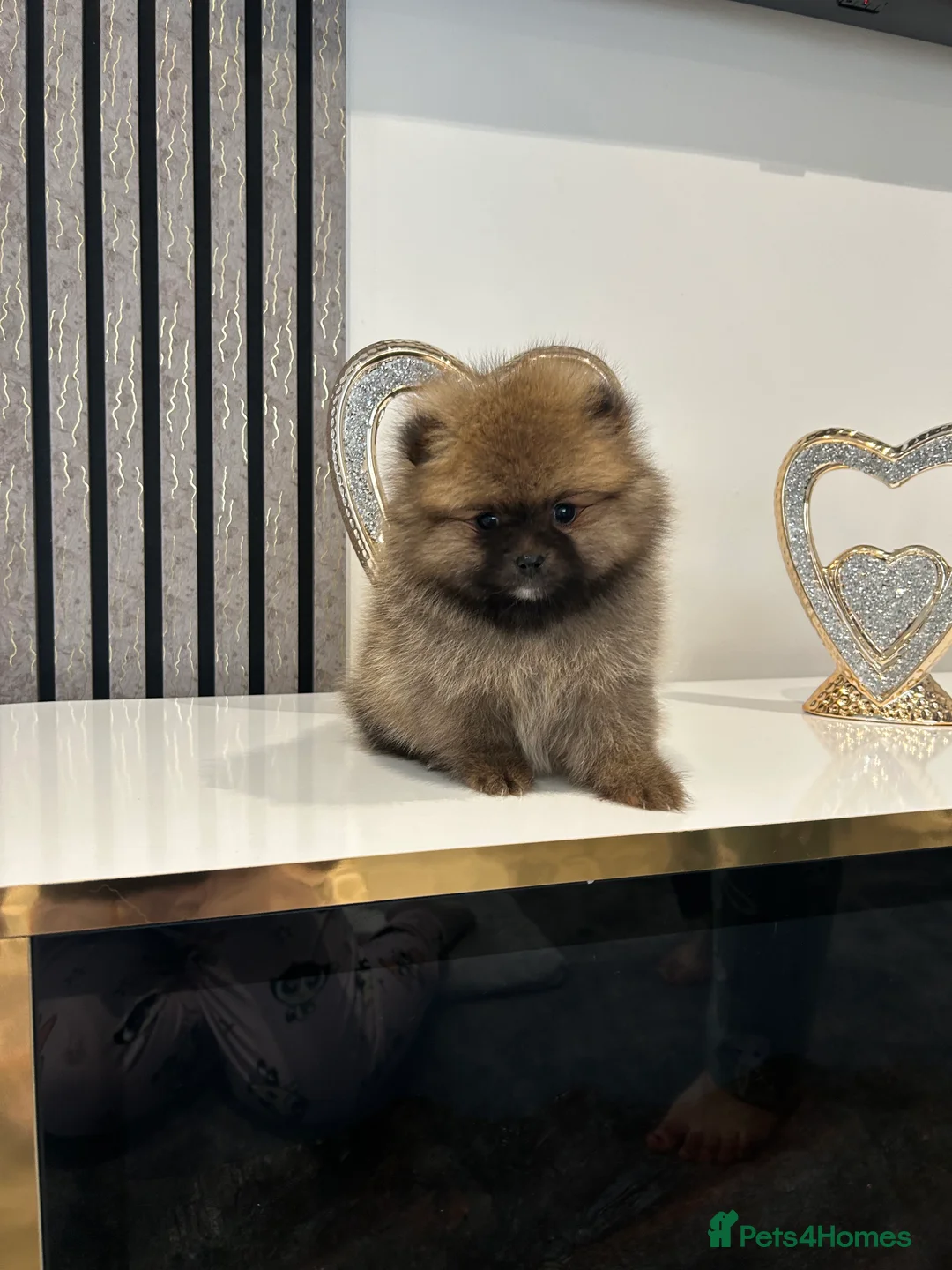Pomeranian dogs for sale: 3 XXS FULL POMERANIAN RUSSIAN BREED PUPS  - Advert 1