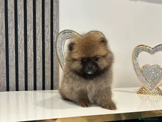 Pomeranian dogs 3 XXS FULL POMERANIAN RUSSIAN BREED PUPS - Advert 1