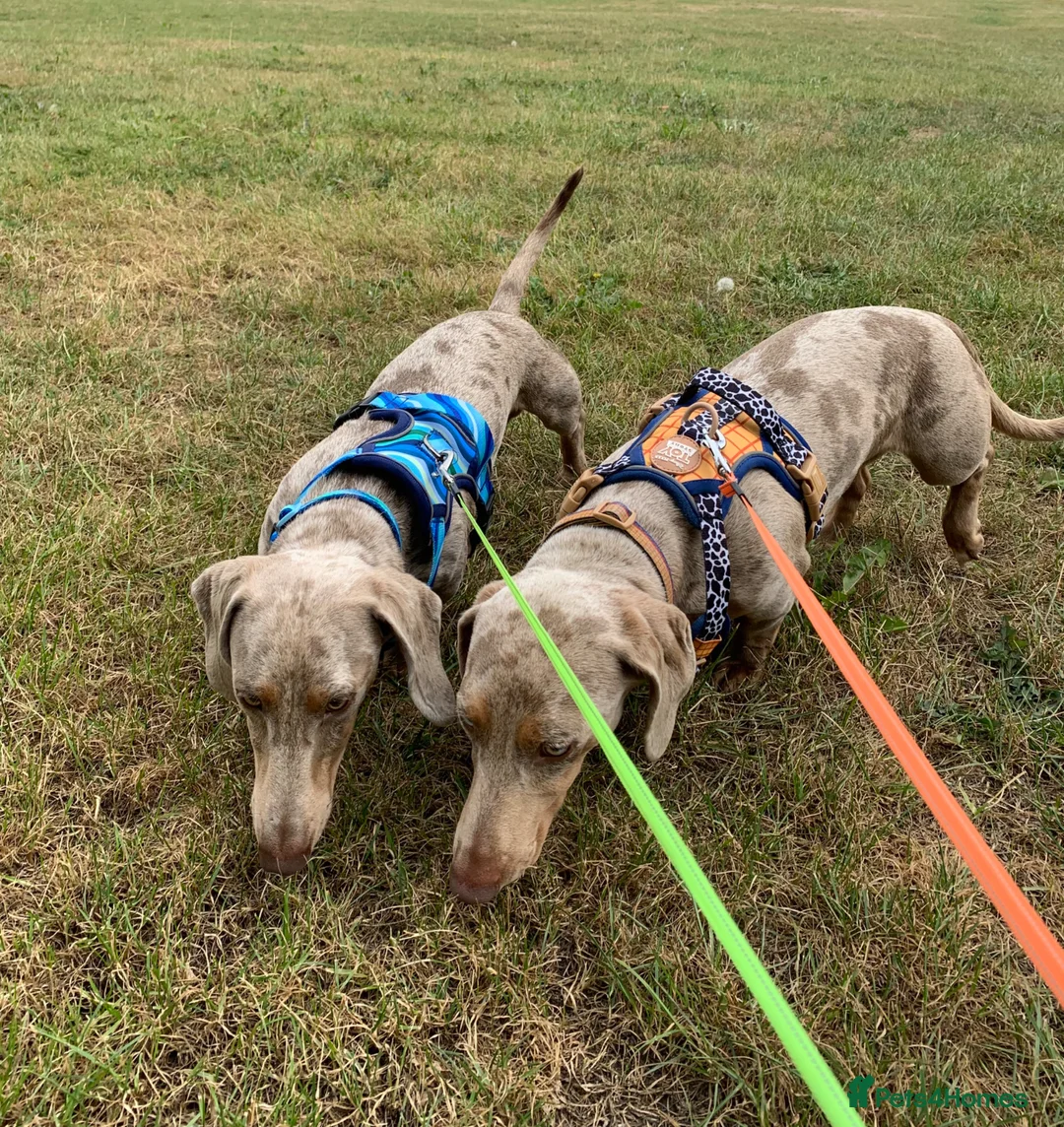 Dachshund dogs for sale: Male dachound in Nuneaton - Advert 2