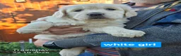 Golden Retriever dogs for sale: Beautiful fluffy Golden Retriever puppies kc reg - Advert 5