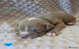 Mixed Breed dogs for sale: Old english bulldross cross american bulldog 😍❤️  - Advert 2