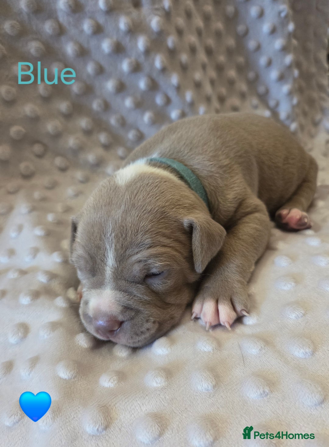 Mixed Breed dogs for sale: Old english bulldross cross american bulldog 😍❤️  - Advert 2