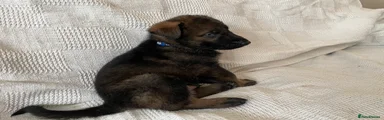 German Shepherd 1