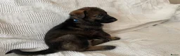 German Shepherd dogs for sale: GERMAN SHEPHERD PUPS WORKING LINE in Wigan - Advert 36