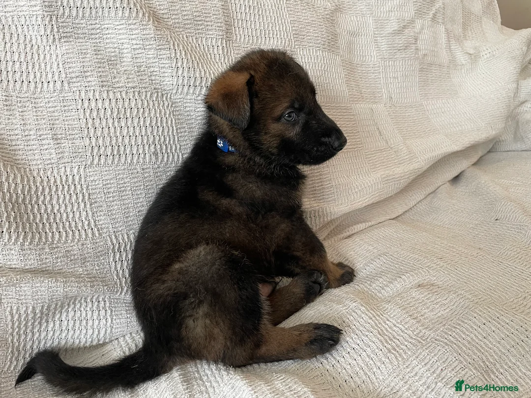 German Shepherd dogs for sale: GERMAN SHEPHERD PUPS WORKING LINE in Wigan - Advert 36