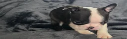 Boston Terrier dogs for sale: Ready now Stunning KC Boston Terrier puppies - Advert 30