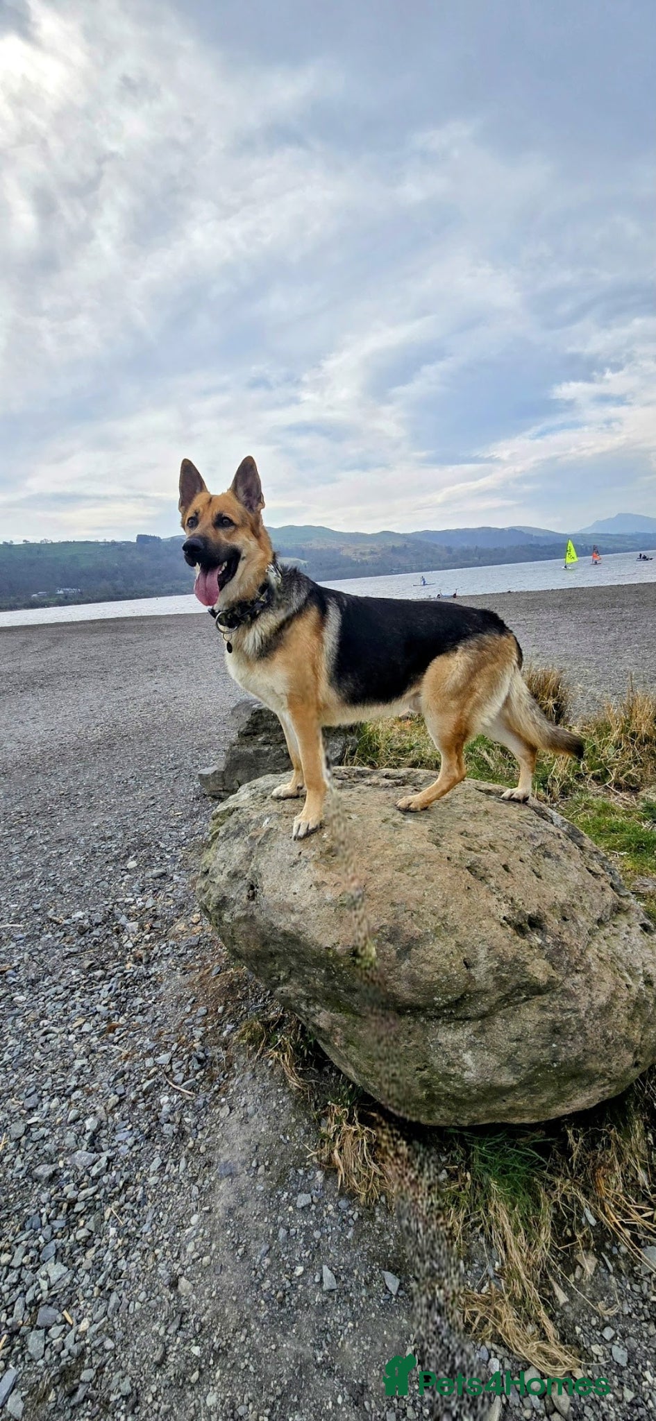 German Shepherd dogs for stud: STUD GERMAN SHEPHERD  - Advert 3
