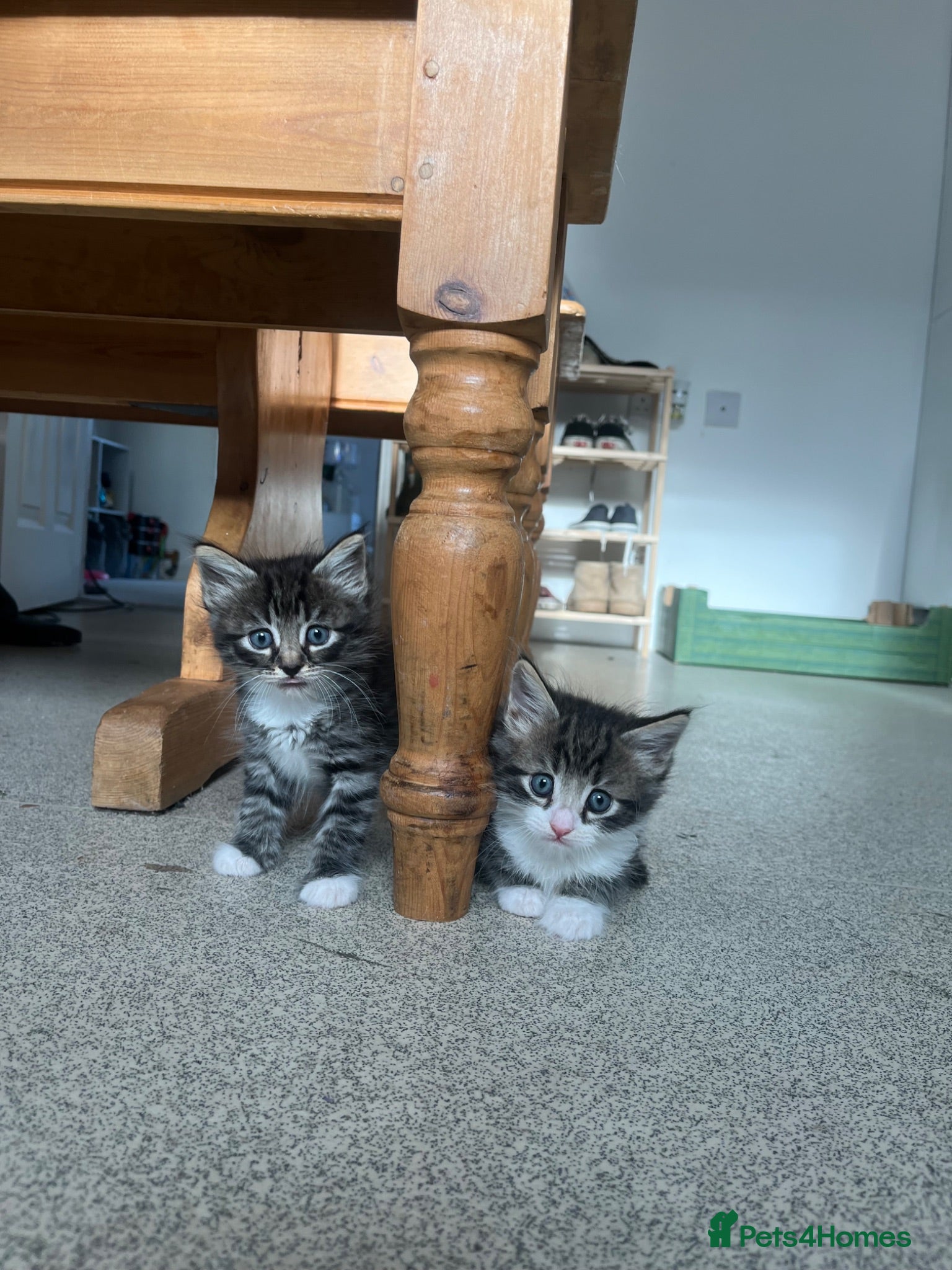 Maine Coon cats for sale: Maine Coon Kittens Looking for Homes 🐾 - Advert 1