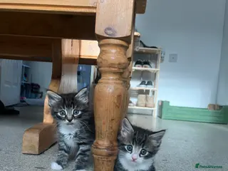 Mixed Breed cats Maine Coon Kittens Looking for Homes 🐾 - Advert 2