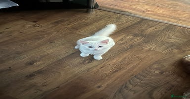 British Longhair cats  Vaccinated, Neutered & Chipped Kitten - Advert 4