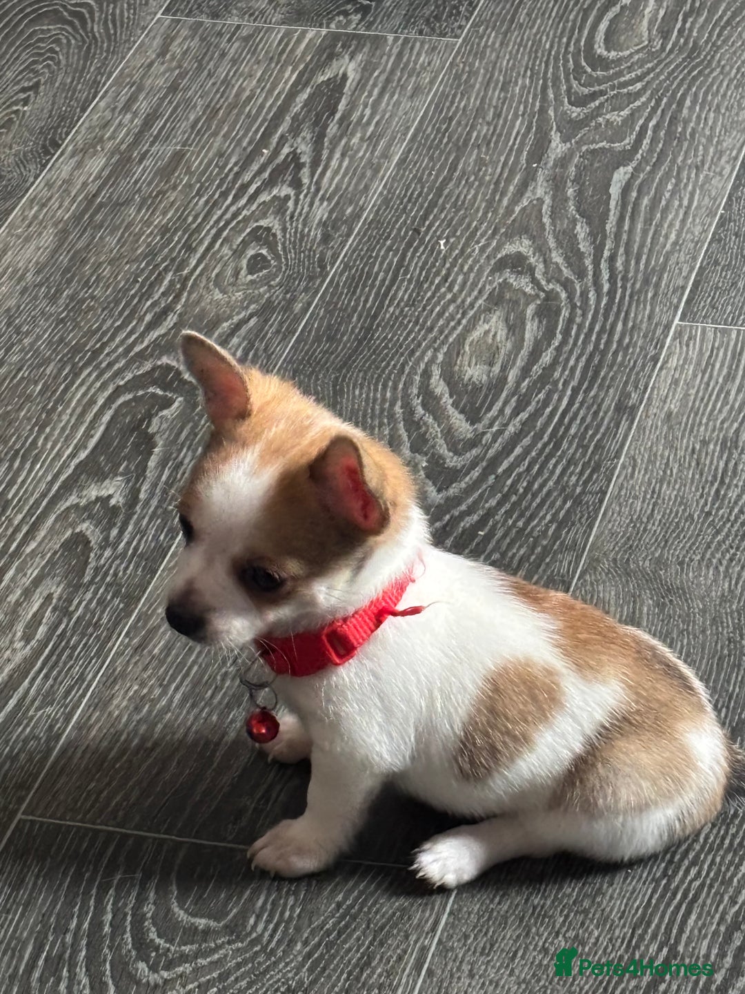 Pomchi dogs for sale: Pomchi puppies - Image 4