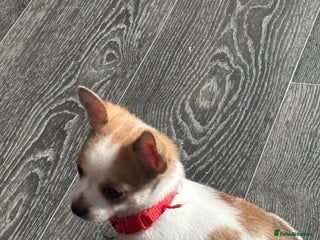 Pomchi dogs - Advert 30