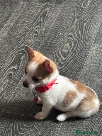 Pomchi dogs - Advert 12