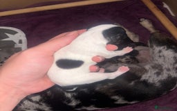 Mixed Breed dogs for sale: Chiweenie puppies for sale  - Image 8