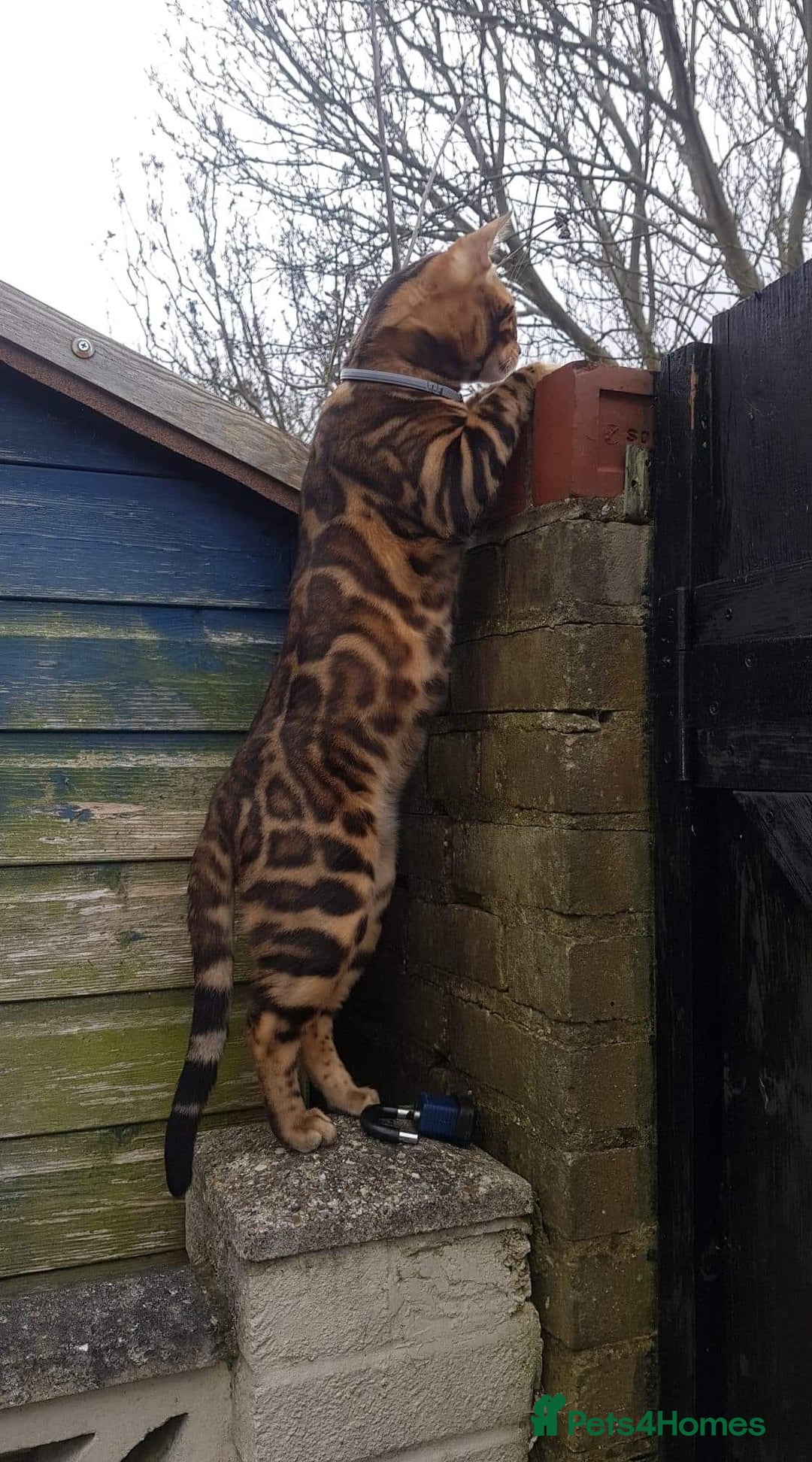 Bengal cats for sale: Bengal beauty  - Advert 10