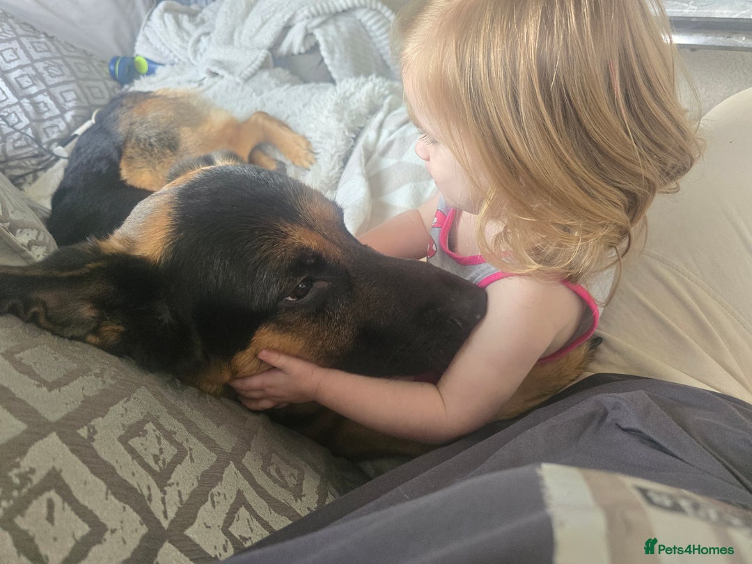 German Shepherd dogs for stud: 📣 PROVEN STUD AVAILABLE – GERMAN SHEPHERD  - Advert 10