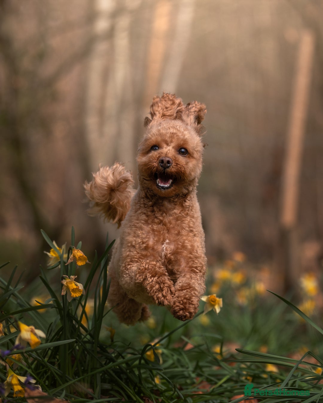 Mixed Breed dogs for sale: Bella - Poochon sisters for sale together  - Advert 4