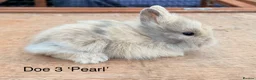 Lionhead rabbits for sale: Pure Bred Double Mane Lionhead Bunnies  in Nuneaton - Advert 8