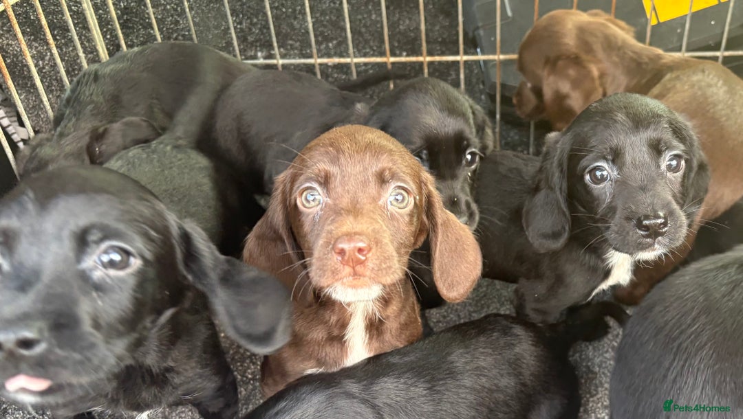 Cockerdor dogs for sale: Beautiful cockerdor puppies - Image 21