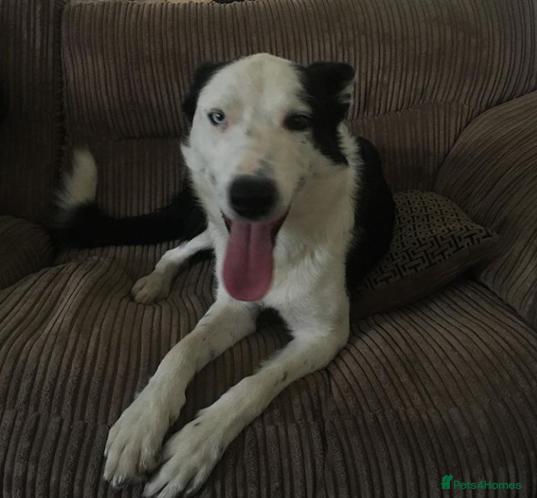 Border Collie dogs for stud: For stud only in Blackwood - Advert 8