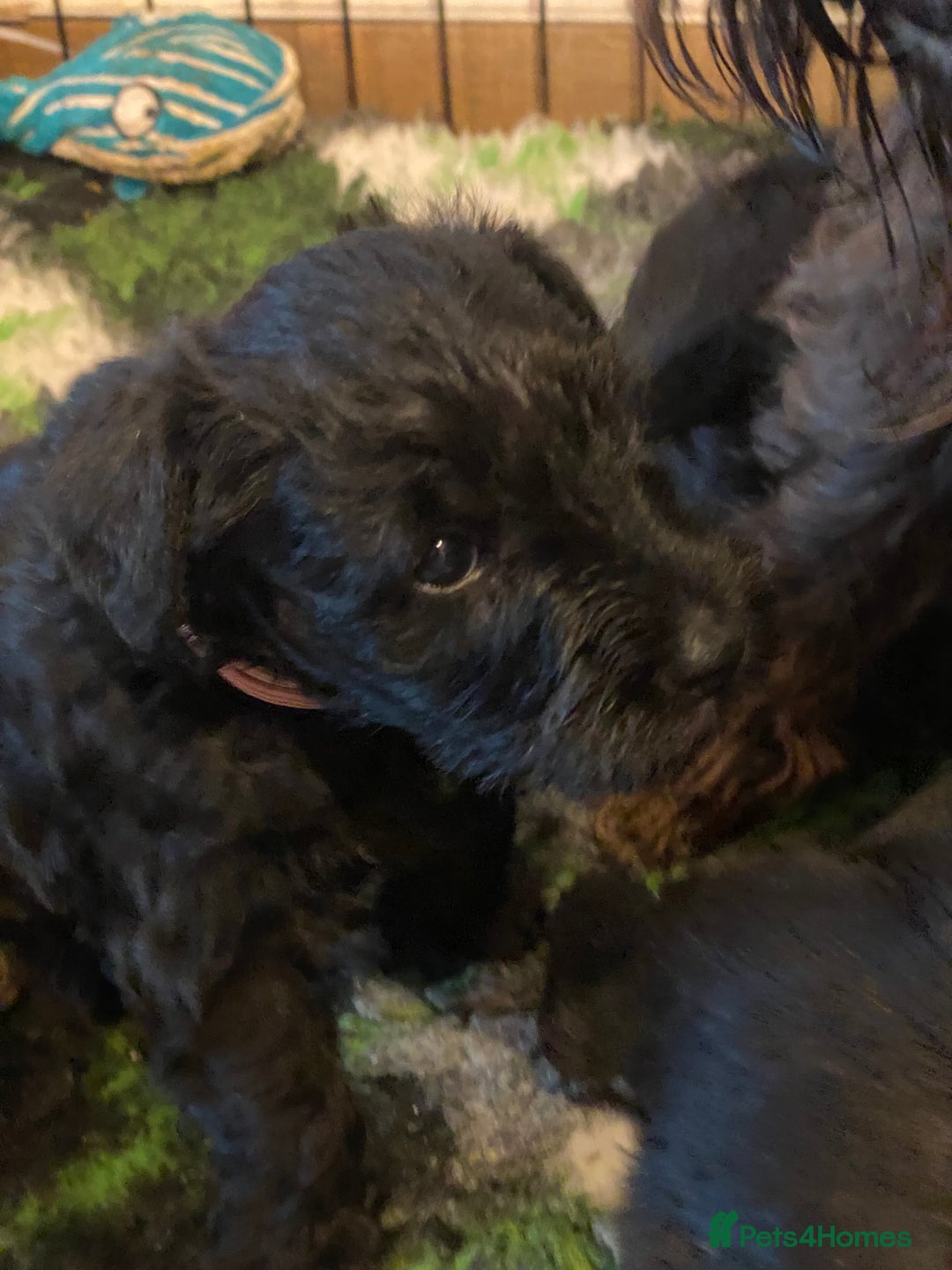 Miniature Schnauzer dogs for sale: 5*KC MINIATURE SCHNAUZER PUPPIES  - Advert 21