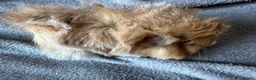 Guinea Pig rodents for sale: Baby Funky Guinea Pigs  in Lincoln - Advert 5