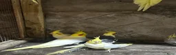Mixed Breed birds for sale: Birds for sale *read description*  - Advert 18