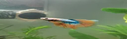 Bettas fish for sale: Male half-moon betta fish in Saint Leonards-on-sea - Advert 3