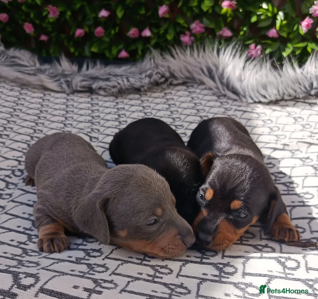 Miniature Dachshund dogs for sale: QUALITY MINIATURE DAXI KC REG PRA CLR - Advert 4