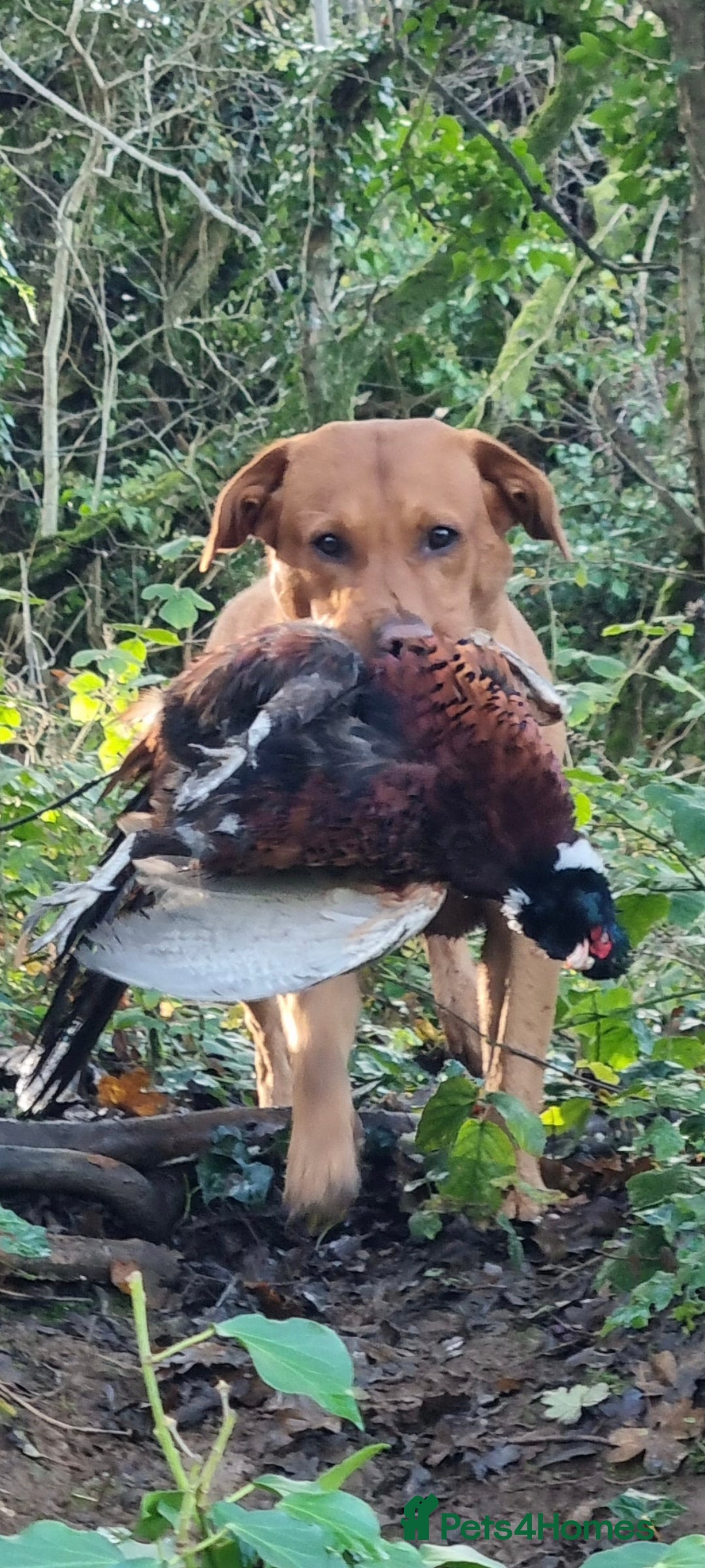 Labrador Retriever dogs for stud: KC REGISTERED FOX RED LABRADOR FOR STUD - Advert 8