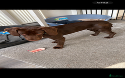 Mixed Breed dogs for sale: Sprockers cross  - Image 18