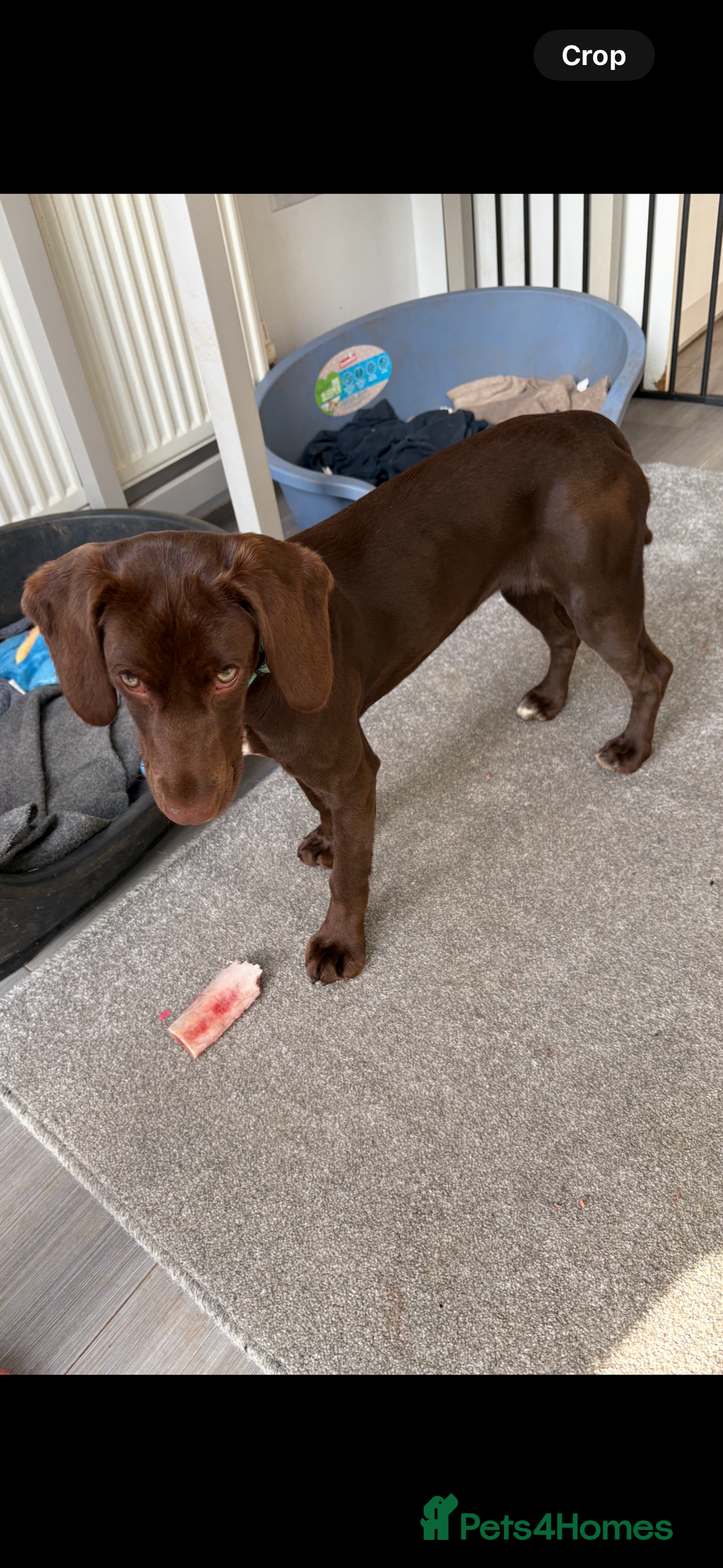 Mixed Breed dogs for sale: Sprockers cross  - Image 18