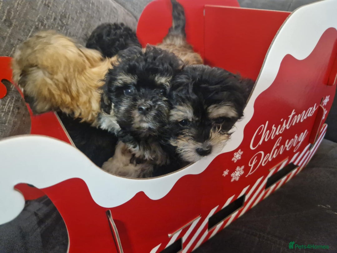 Maltipoo dogs for sale: MALTIPOO 🥰🥰 READY TO LEAVE  - Advert 35