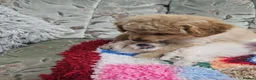 Cockapoo dogs for sale: 🐾 Hello, dear animal lovers! 🐾   - Advert 3