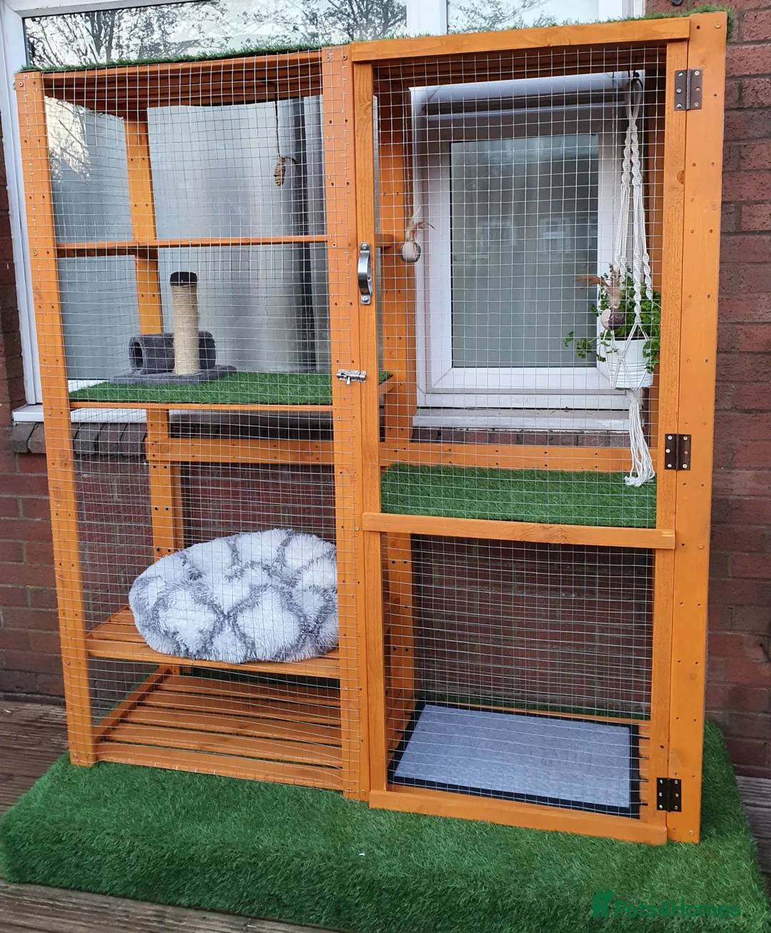 Ragdoll cats for stud: *stud*Gccf & tica entire active bluepoint ragdoll in Oldham - Advert 14