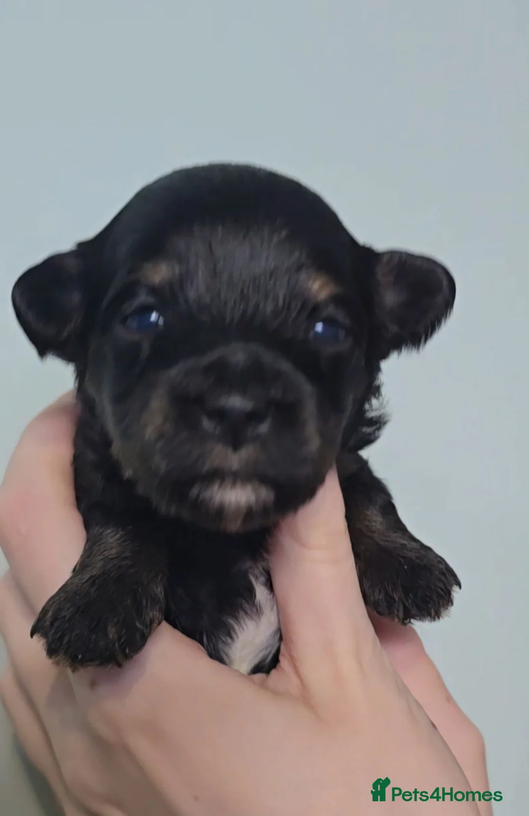 Maltipoo dogs for sale: Rare color F1 maltipoo female  - Advert 1