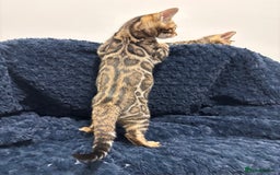 Bengal cats for sale: READY NOW beautiful Bengal Girl kittens TICA reg - Advert 8
