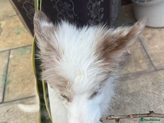 Border Collie dogs 5 months lovely border collie looking for home - Advert 2