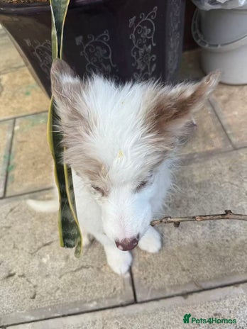 Border Collie dogs 5 months lovely border collie looking for home - Advert 1