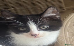 Mixed Breed cats for sale: 3 kittens looking for forever homes  - Image 4
