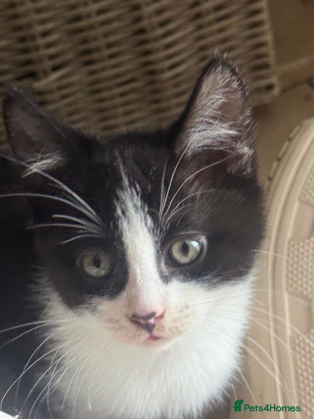 Mixed Breed cats for sale: 3 kittens looking for forever homes  - Image 4