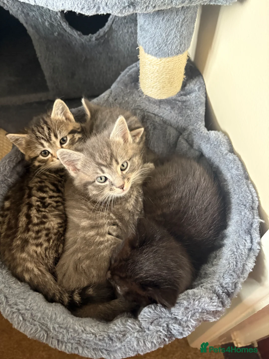 Domestic Shorthair cats for sale: 3 males and 1 female ready for their forever home - Advert 11